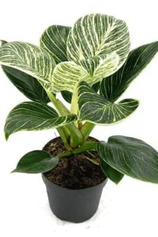 Philodendron Birkin air-purifying plant
