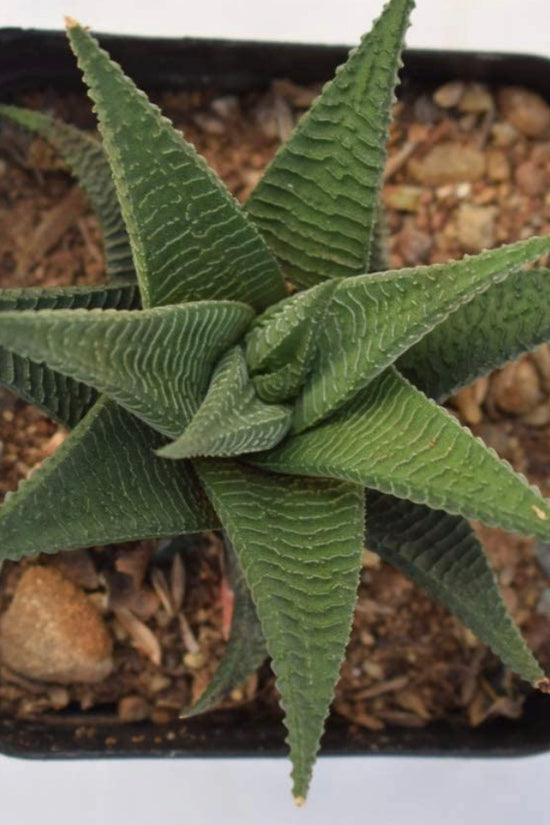 Haworthia Limifolia in ceramic pot
