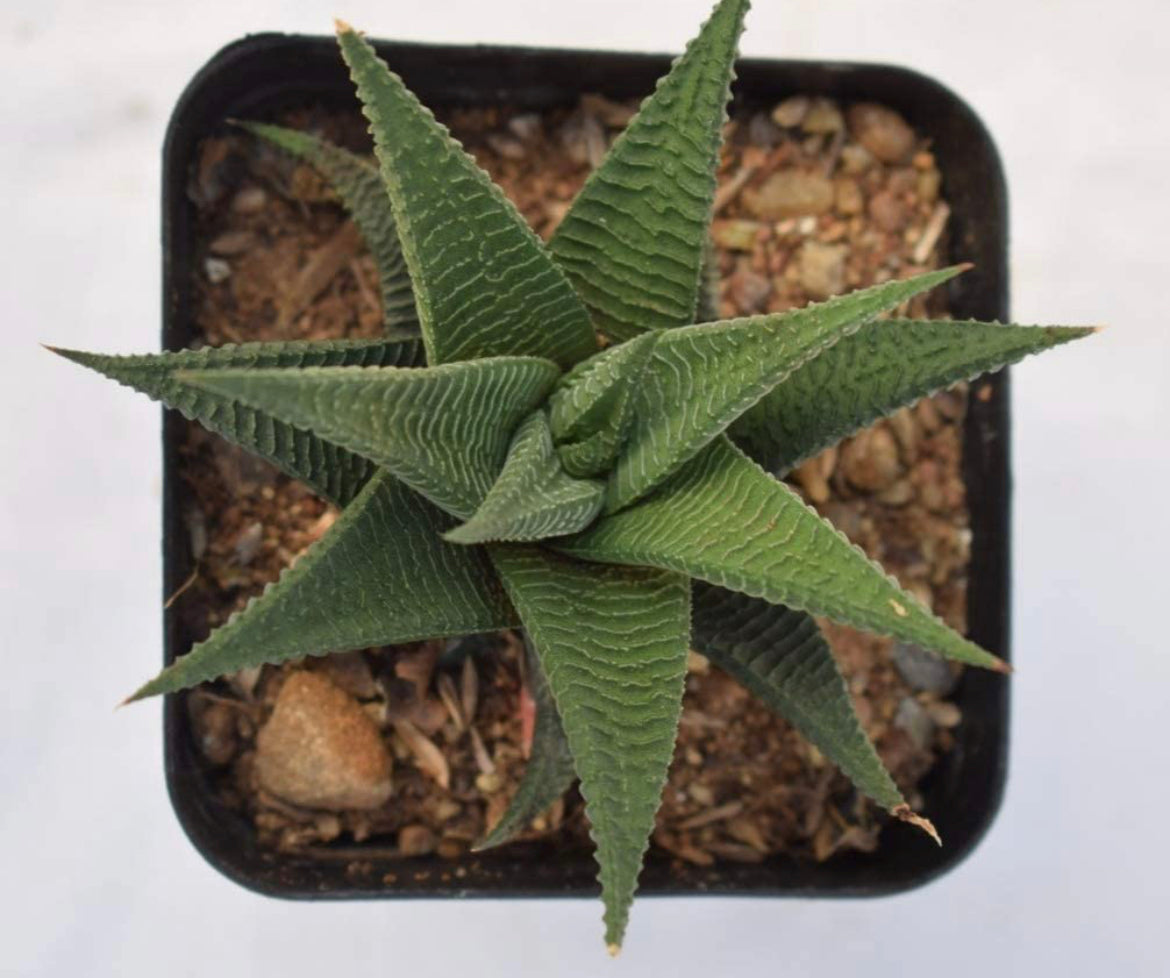 Haworthia Limifolia in ceramic pot
