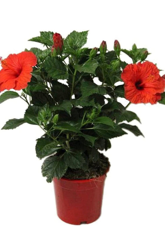 Hibiscus flowering plant
