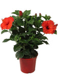 Hibiscus Plant - Any colour | Puja Plant | - Gardengram