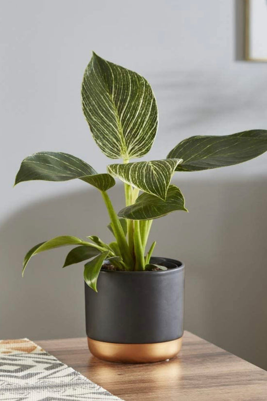 Philodendron Birkin air-purifying plant
