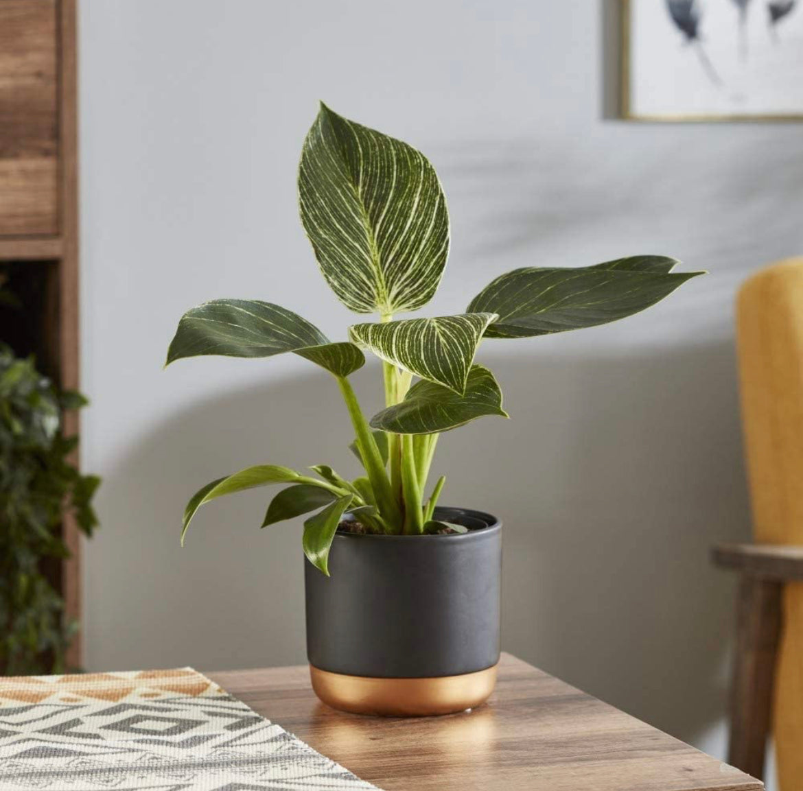 Philodendron Birkin air-purifying plant
