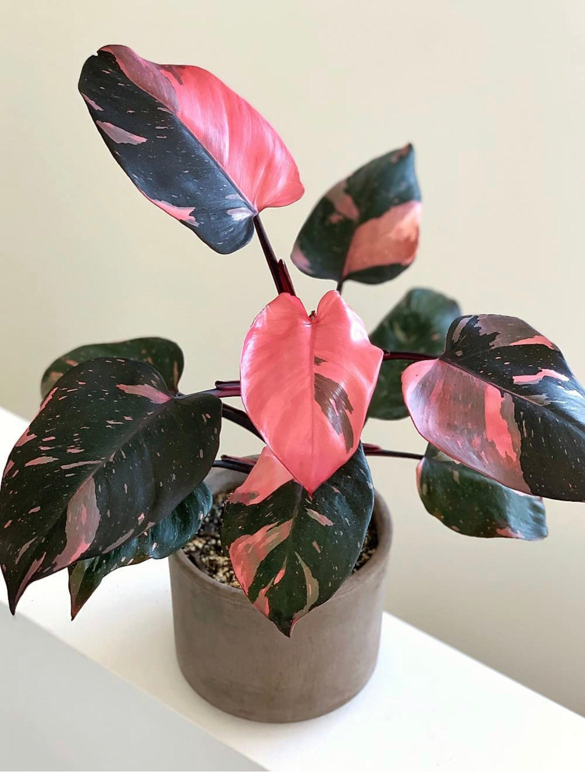 Pink Princess Philodendron
