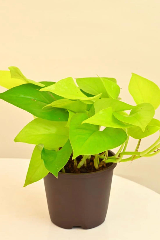 Golden pothos - money plant
