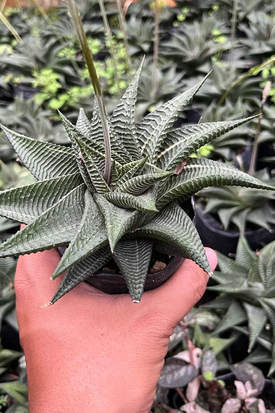 Haworthia Limifolia in ceramic pot
