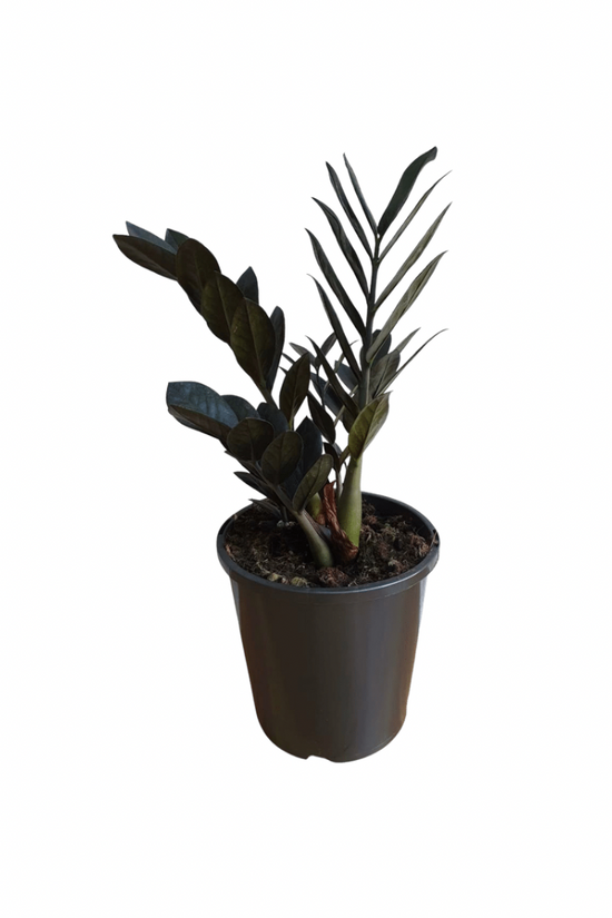 Raven black ZZ plant - air purifier
