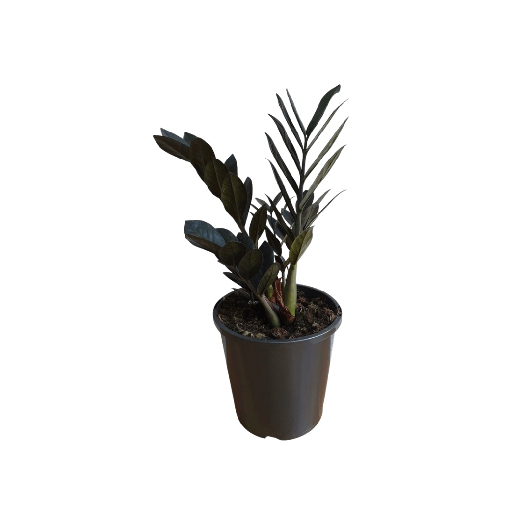 Raven black ZZ plant - air purifier
