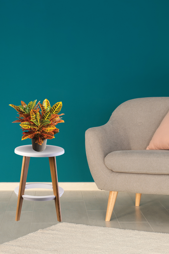 Croton Petra decorative indoor plant
