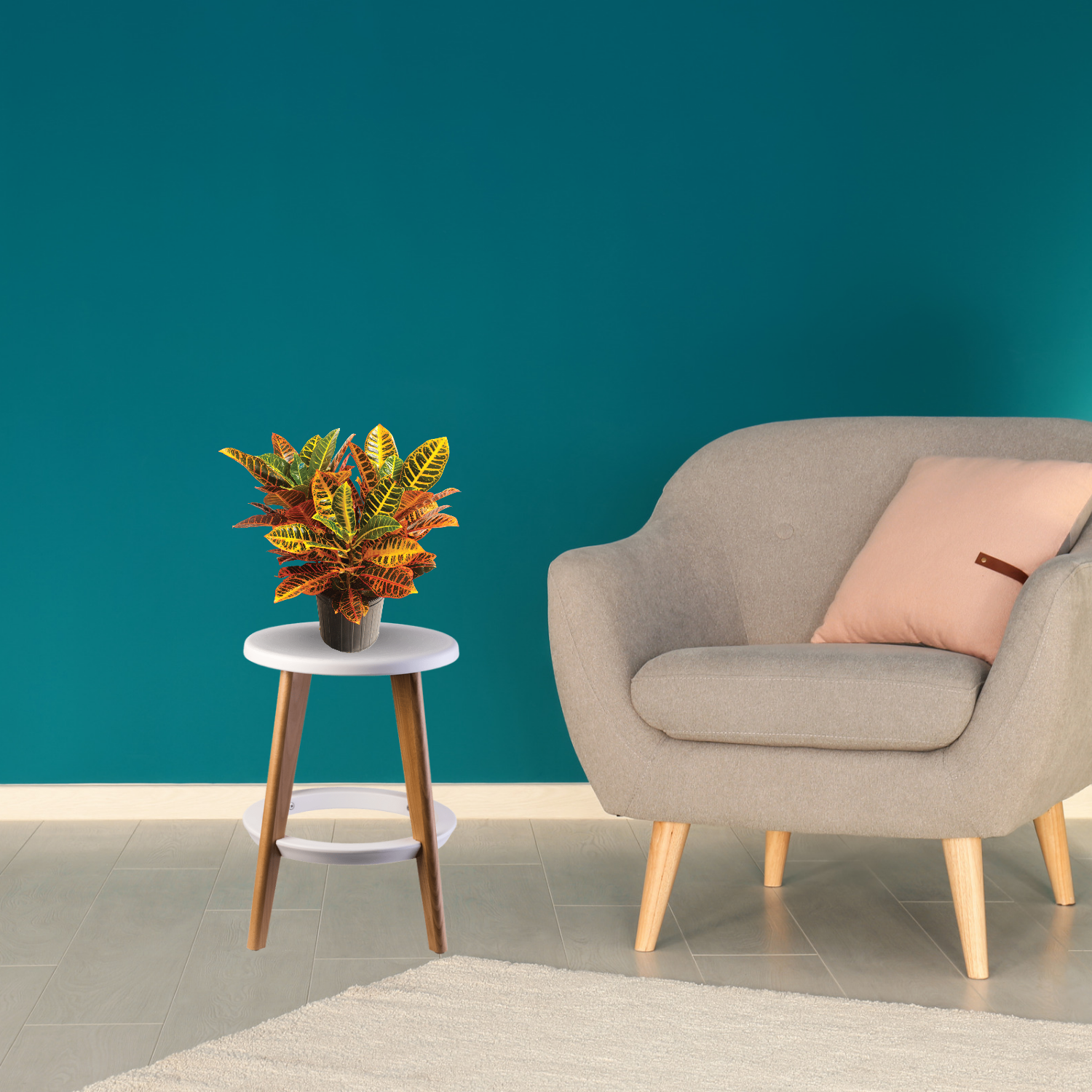 Croton Petra decorative indoor plant
