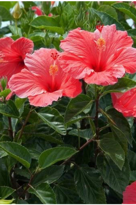Hibiscus flowering plant
