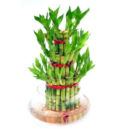 Lucky Bamboo - 3 layer | Feng shui lucky plant | Plant for office & home - Gardengram