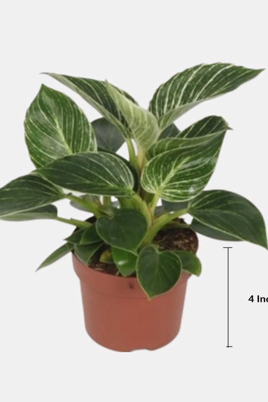 Philodendron Birkin air-purifying plant
