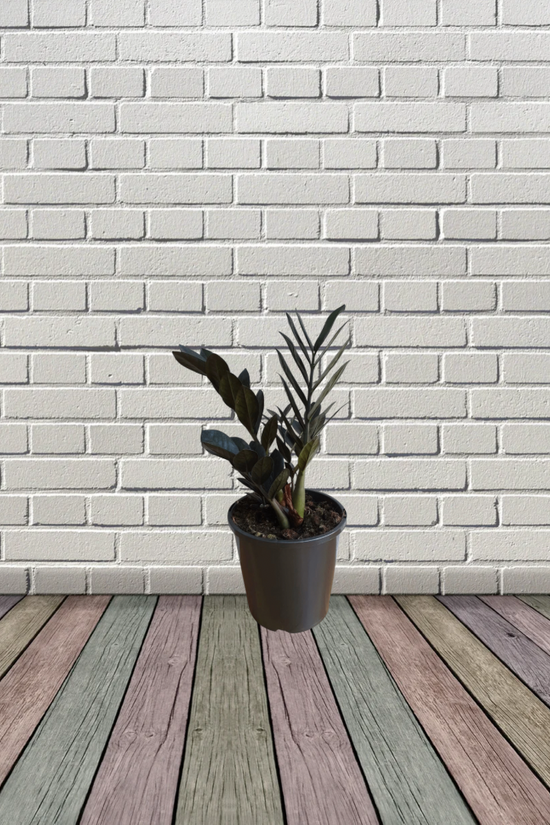 Raven black ZZ plant - air purifier
