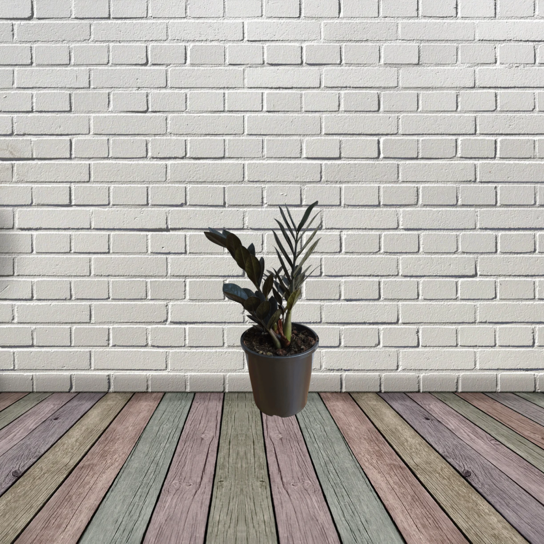 Raven black ZZ plant - air purifier
