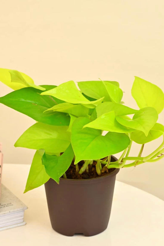 Golden pothos - money plant
