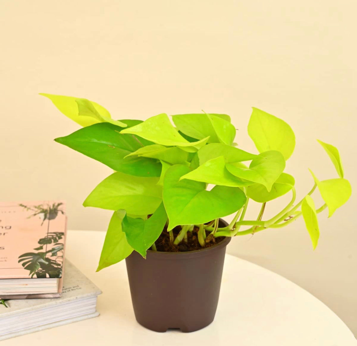 Golden pothos - money plant
