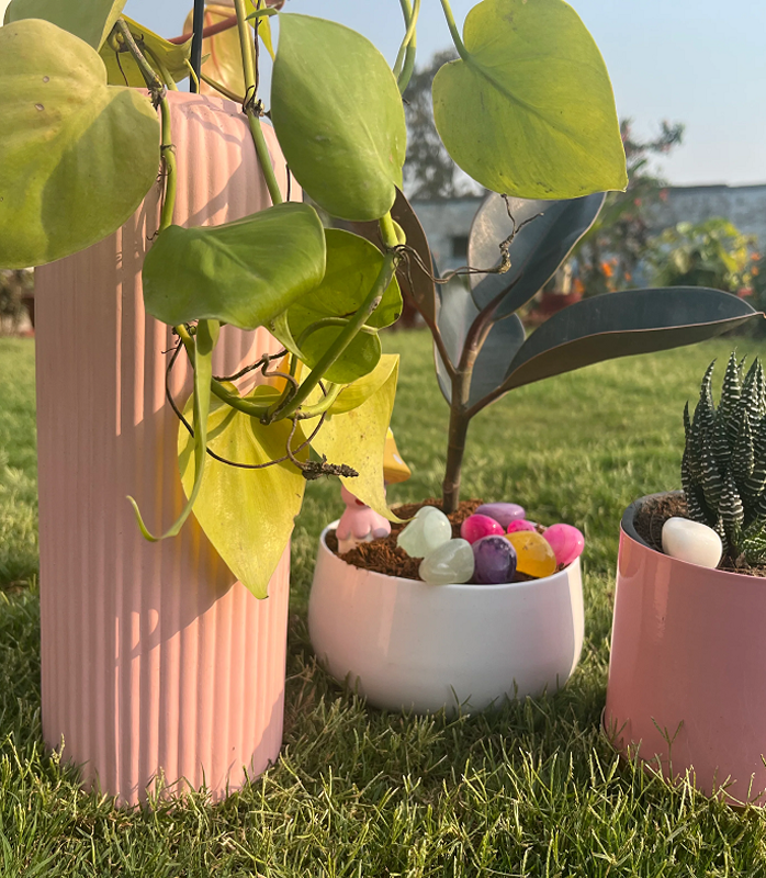 Premium indoor planter gift combo
