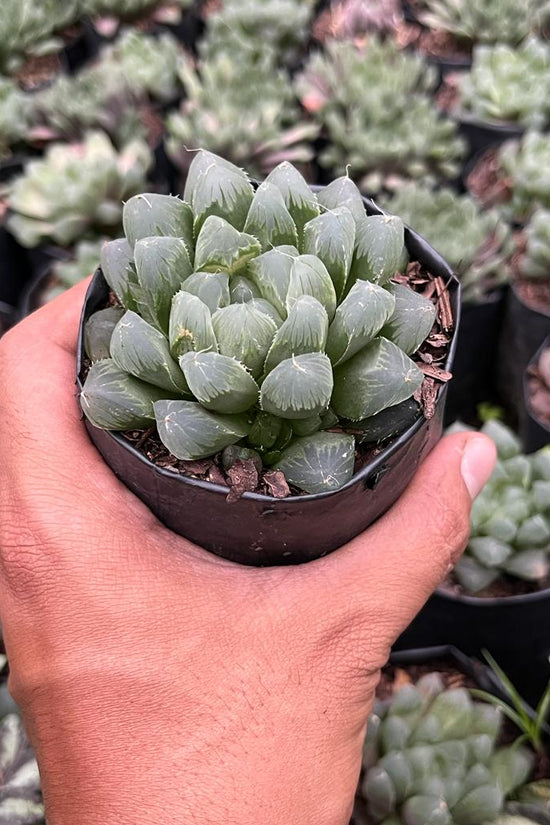 Haworthia cooperi succulent
