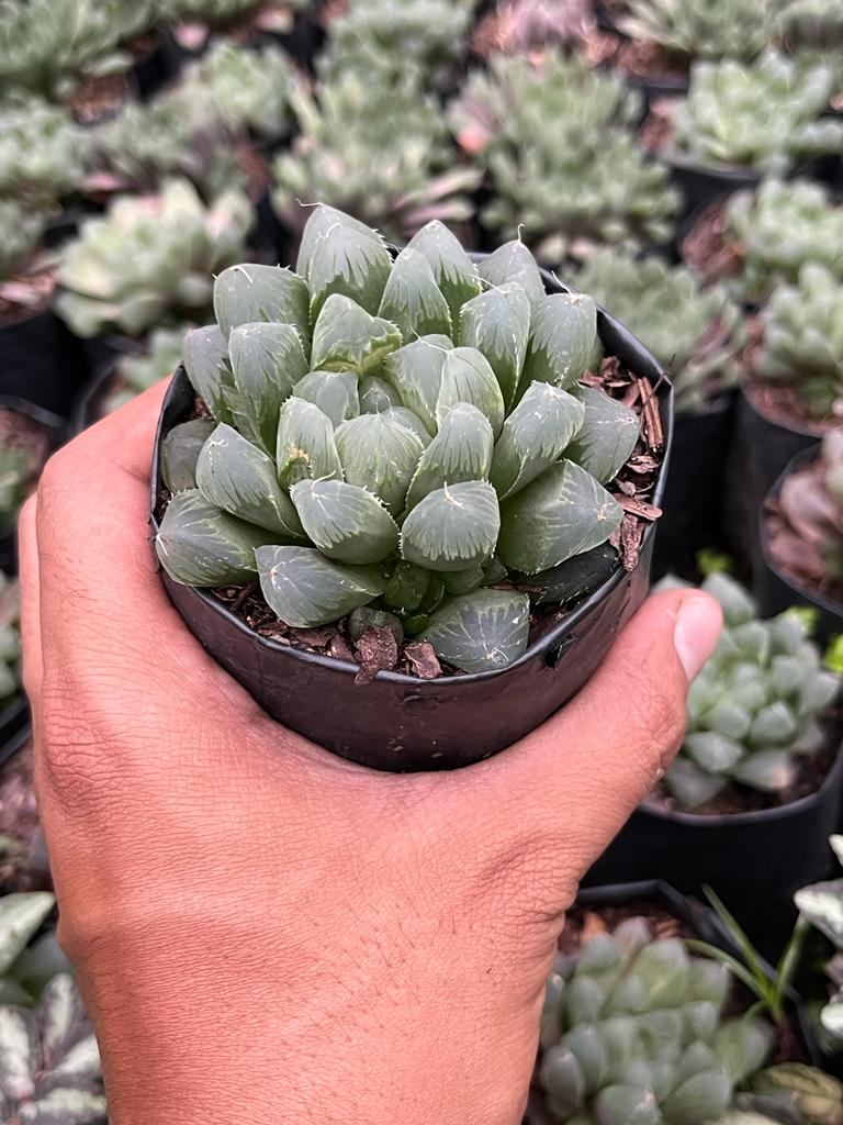 Haworthia cooperi succulent
