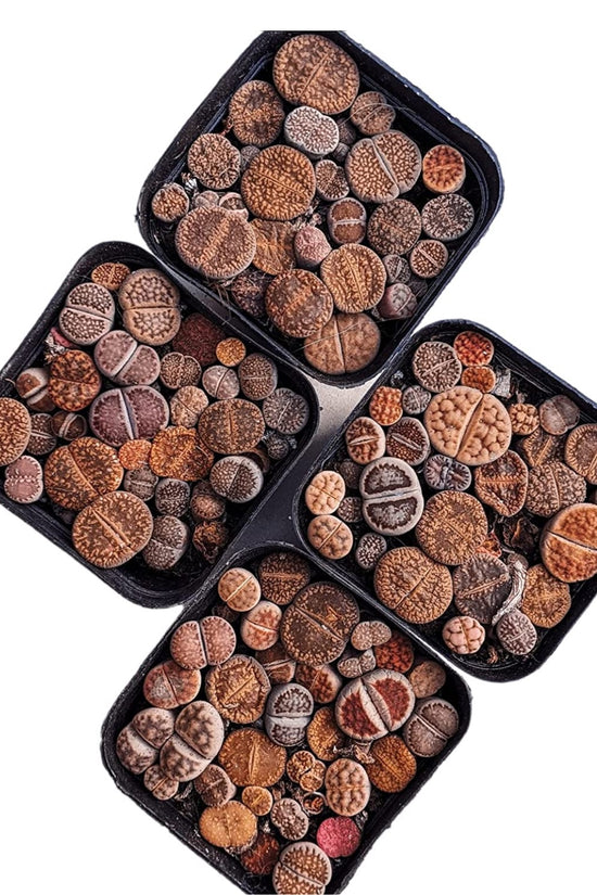 Lithops - living stone plant set
