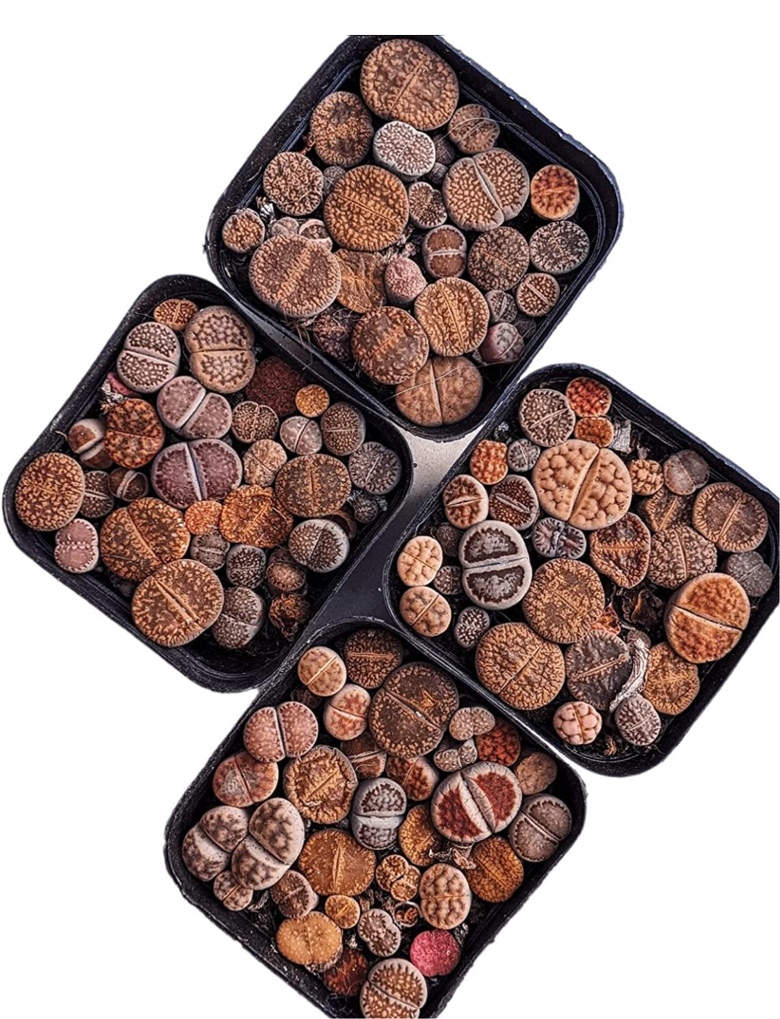 Lithops - living stone plant set
