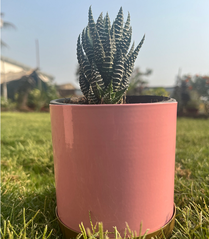 Premium indoor planter gift combo
