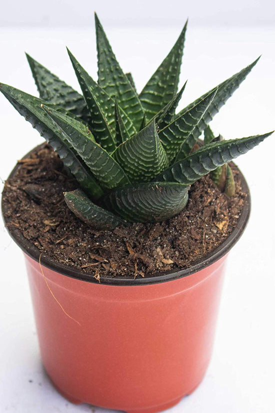 Haworthia Limifolia in ceramic pot
