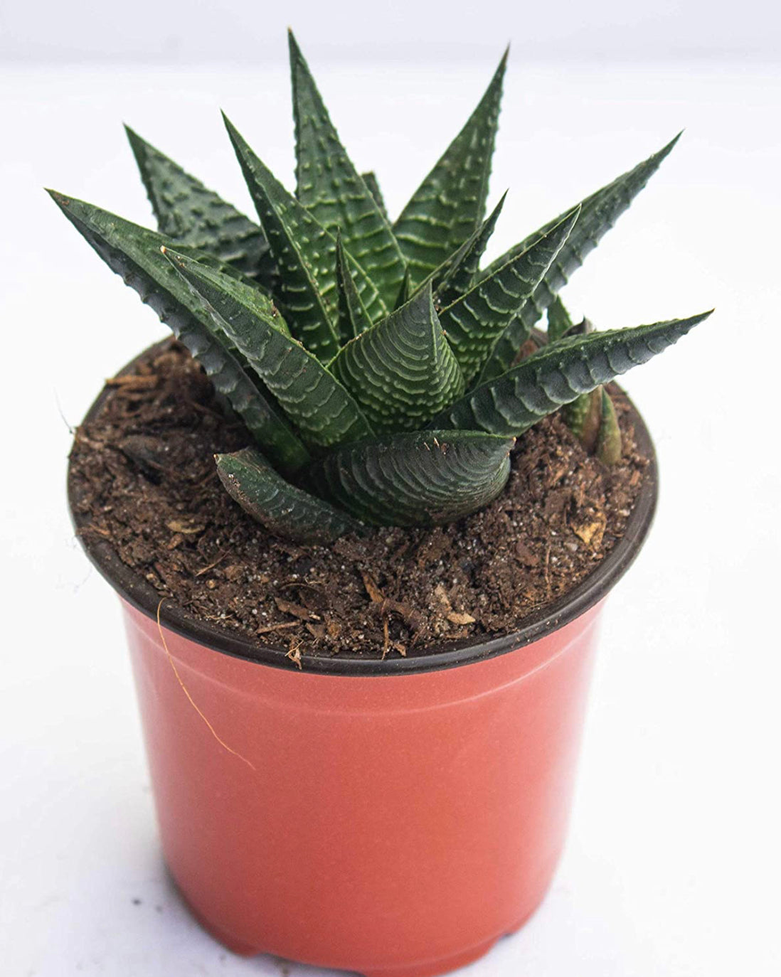 Haworthia Limifolia in ceramic pot
