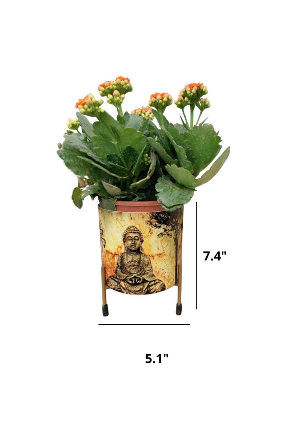 Buddha head planter for garden or indoor use
