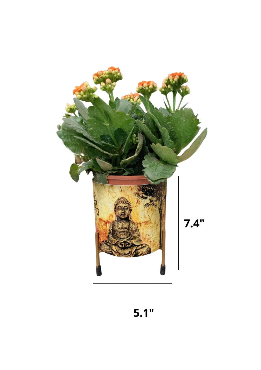 Buddha head planter for garden or indoor use
