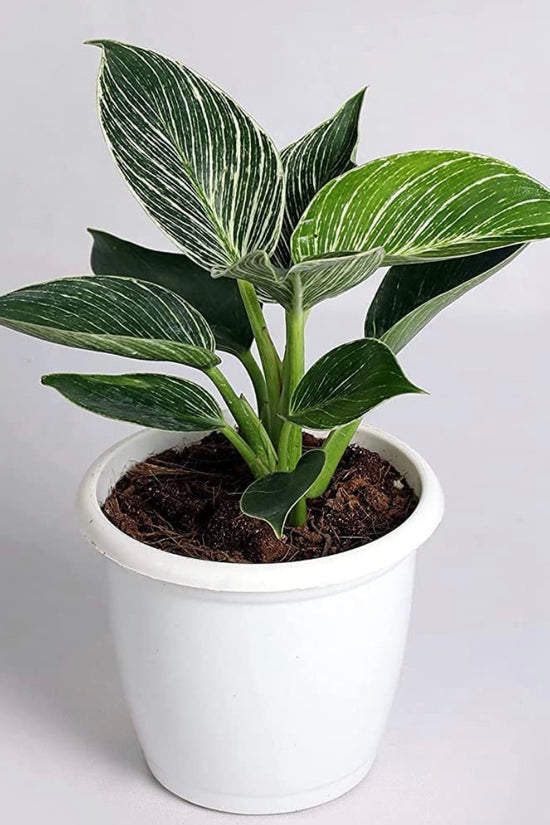 Philodendron Birkin air-purifying plant
