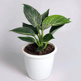 Philodendron Birkin | Air Purifying Plant - Gardengram