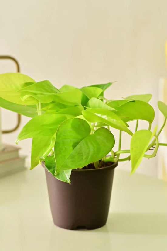 golden pothos in tamil Golden Pothos – Gardengram