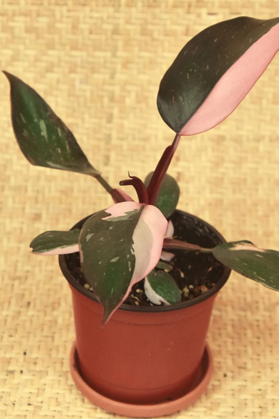 Pink Princess Philodendron
