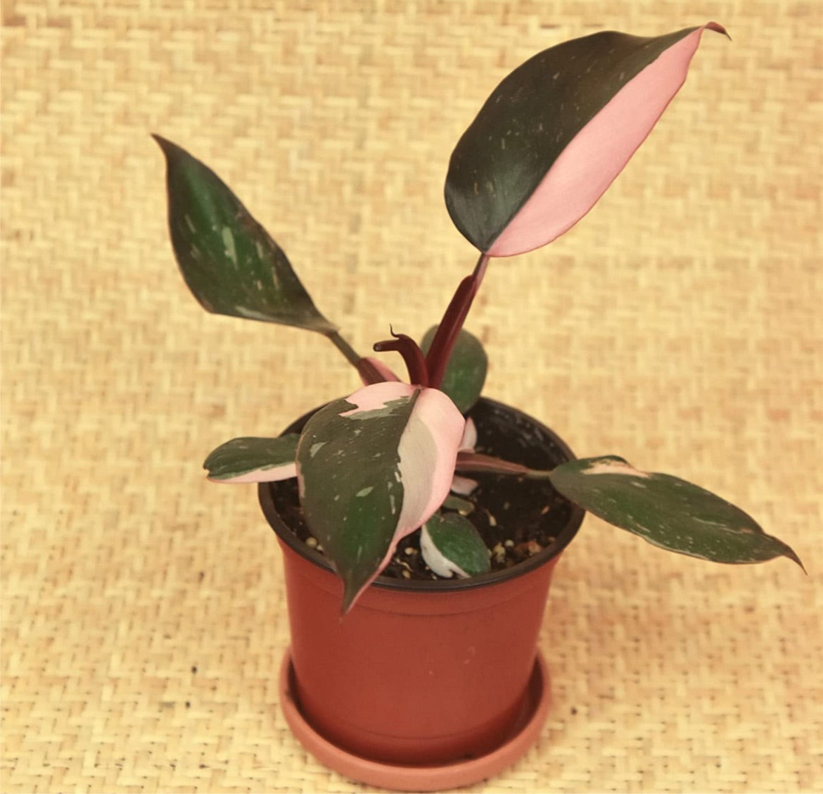 Pink Princess Philodendron
