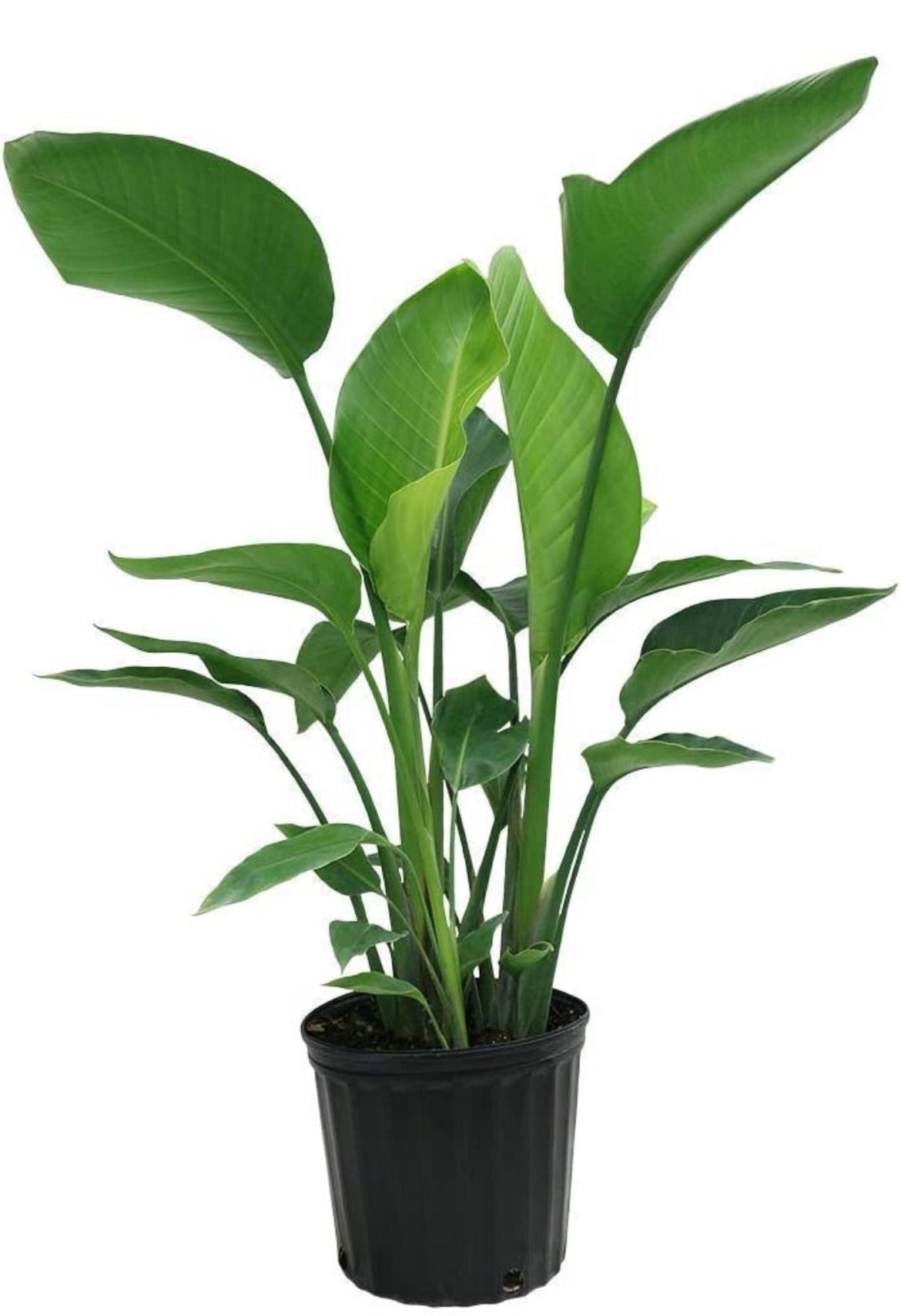 Strelitzia – Bird of Paradise plant
