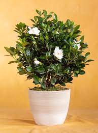Gardenia indoor/outdoor flowering plant
