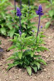 Salvia flowering plant for garden
