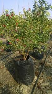 Ganesh variety pomegranate plant

