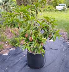 Sapatu medium fruit tree
