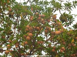 Sapatu medium fruit tree
