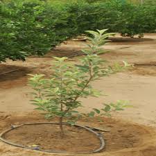 HRMN apple fruit plant
