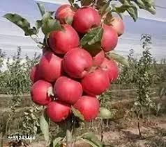 HRMN apple fruit plant
