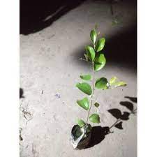 Small variety apple jujube plant
