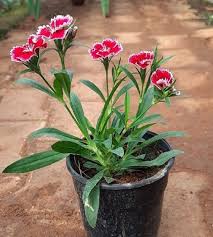 Dianthus flower plant
