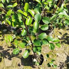 Large apple ber tree
