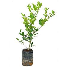 Mosambi citrus plant
