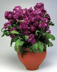 Stock Flowers Plant
