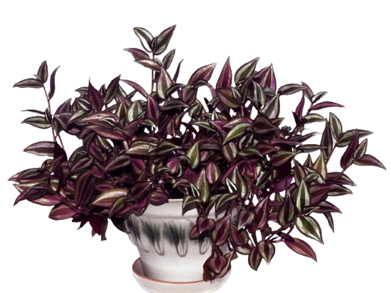 Indoor plant set for dark rooms
